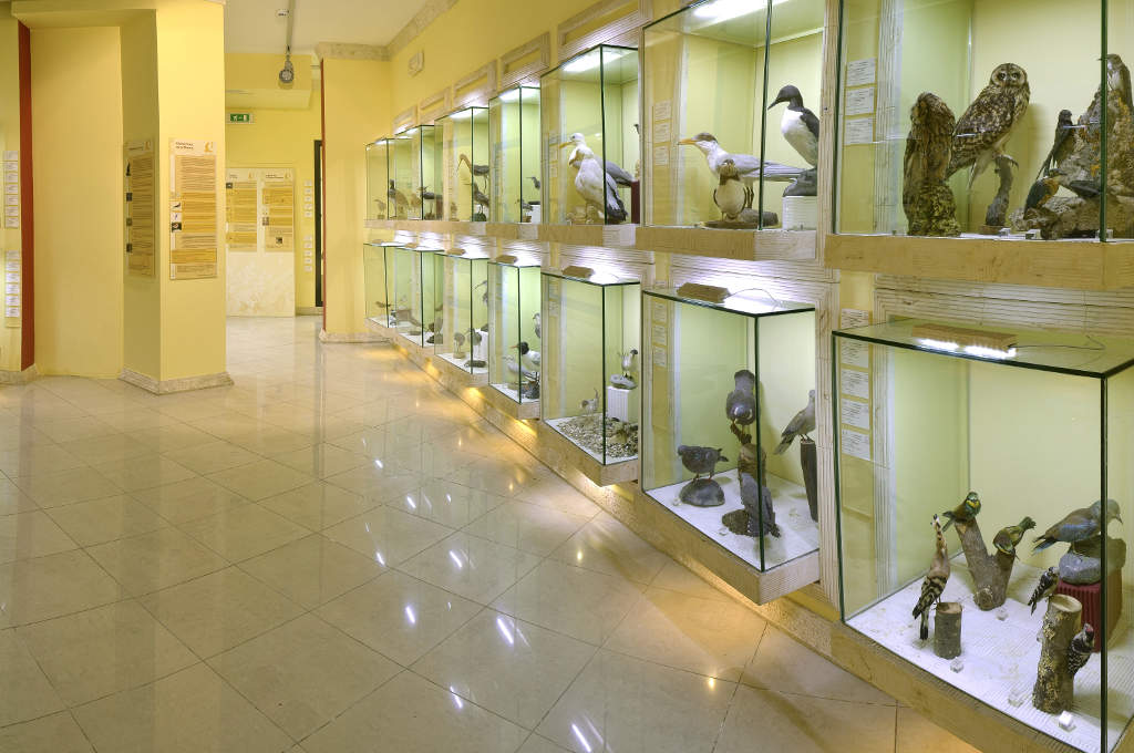 Ceas Siddi: Museo Ornitologico