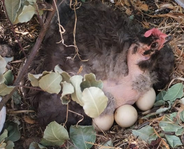 Gallina di vicinato, Arbus