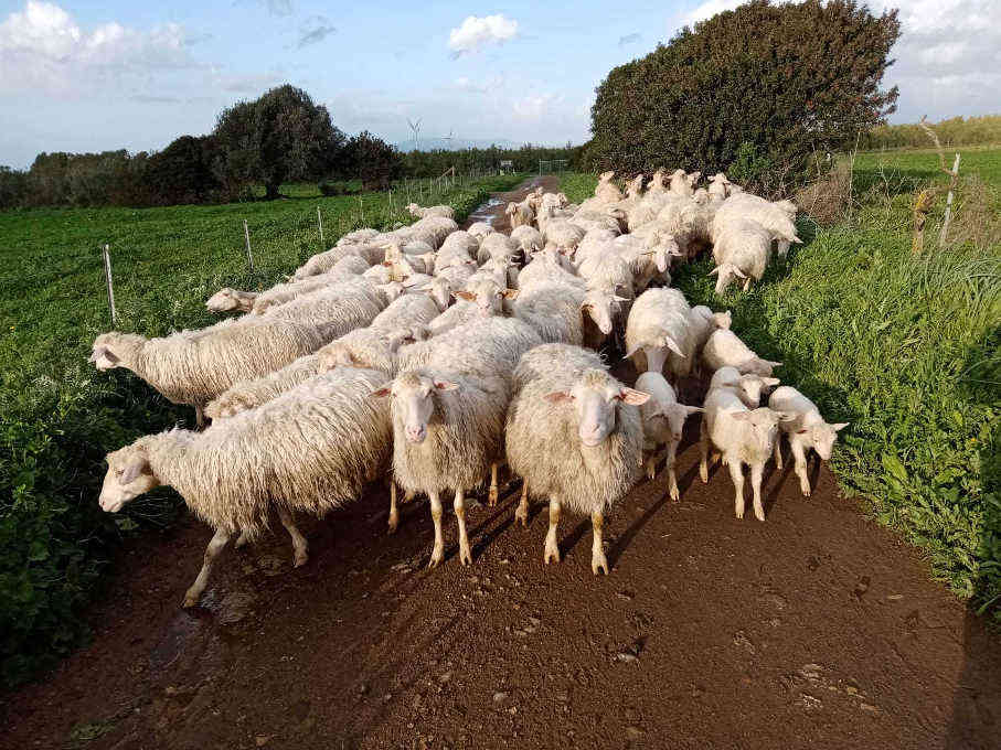 Pecore al passaggio